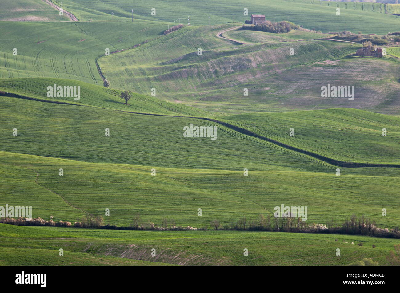 Un tipico paesaggio toscano, con colline verdi, alberi e curve morbide Foto Stock