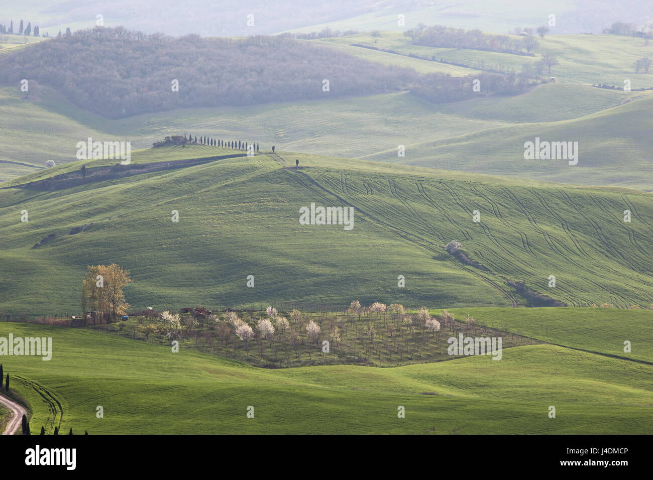 Paesaggio toscano, con colline verdi, alberi, curve morbide Foto Stock