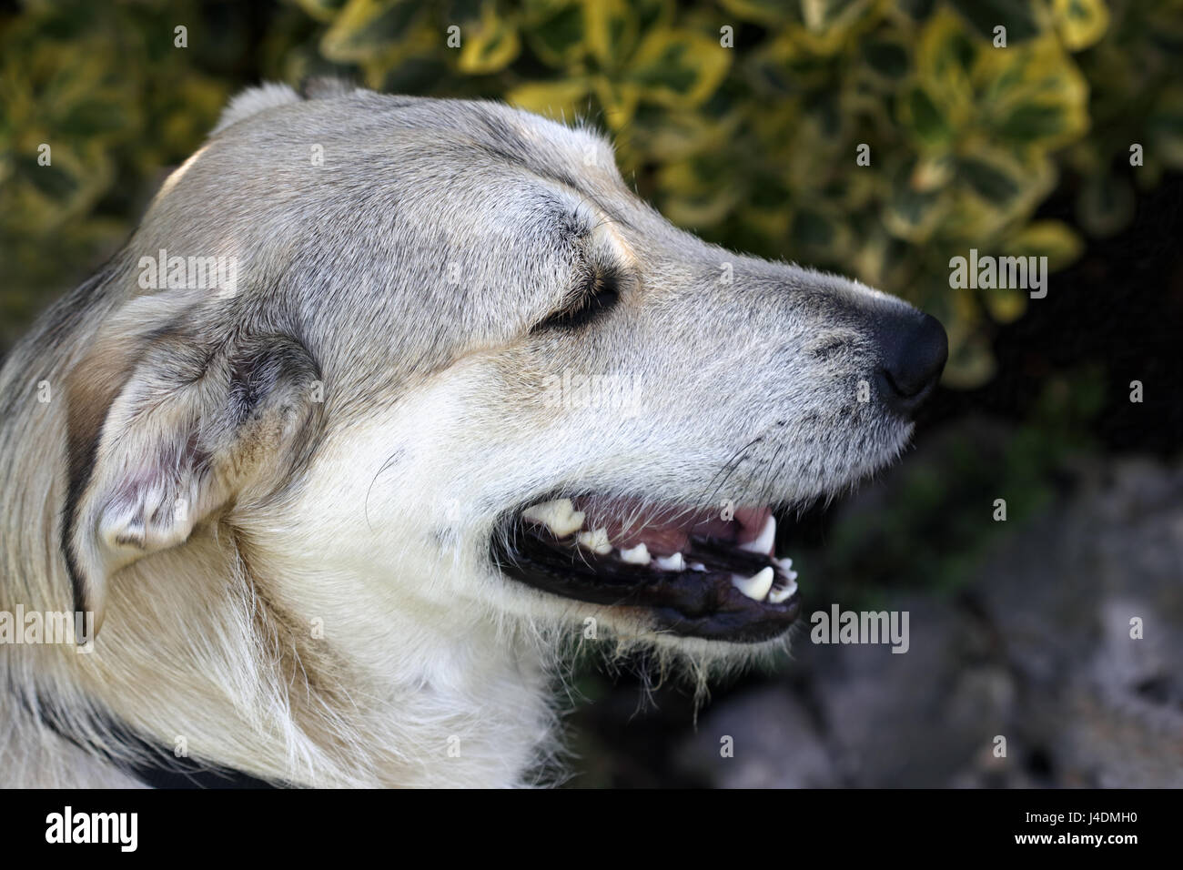 Close up di un giovane cane Foto Stock