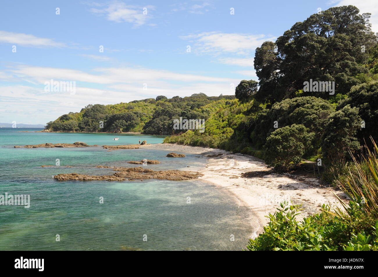 Nuova Zelanda - Tiritiri Matangi Island Foto Stock