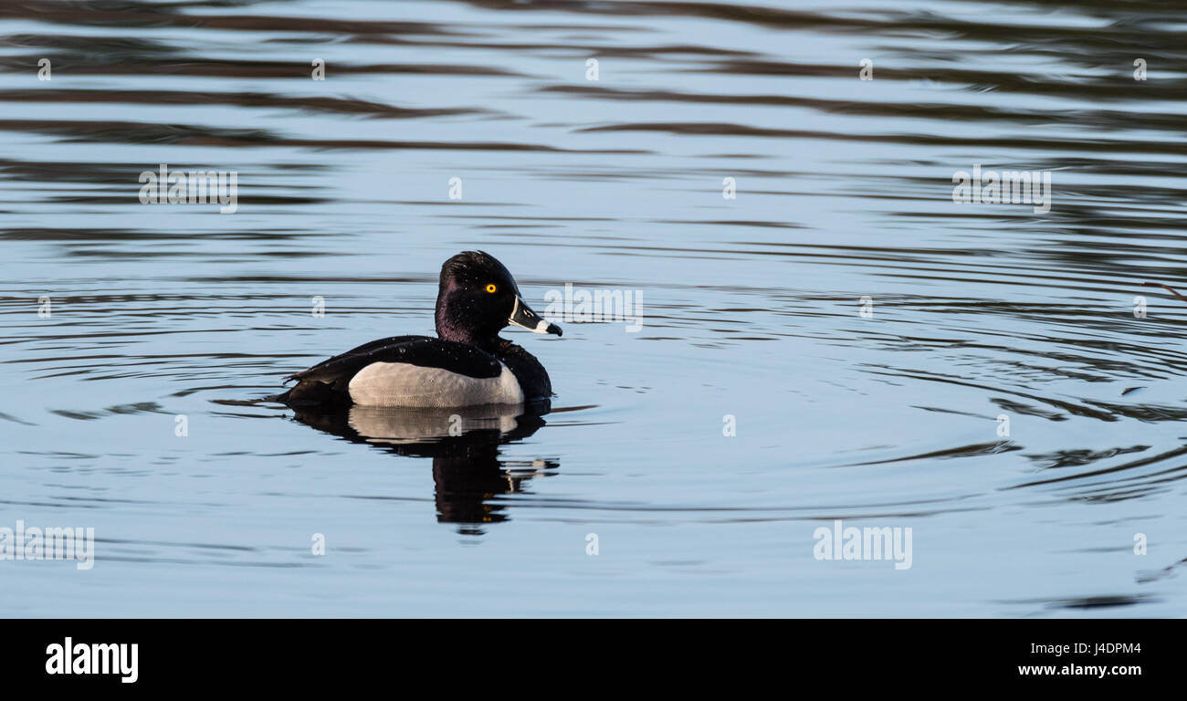 Maschio (drake) Anello colli anatra (Aythya collaris) in primavera. Black & White duck visiti il nord laghi e stagni nella stagione riproduttiva. Foto Stock
