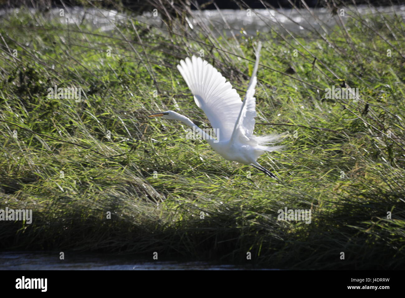 L'airone bianco maggiore (Ardea alba), Airone bianco Foto Stock