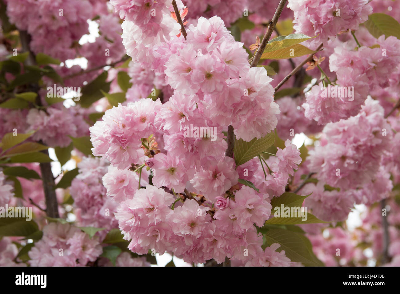 Giapponese di fiori ciliegio Foto Stock