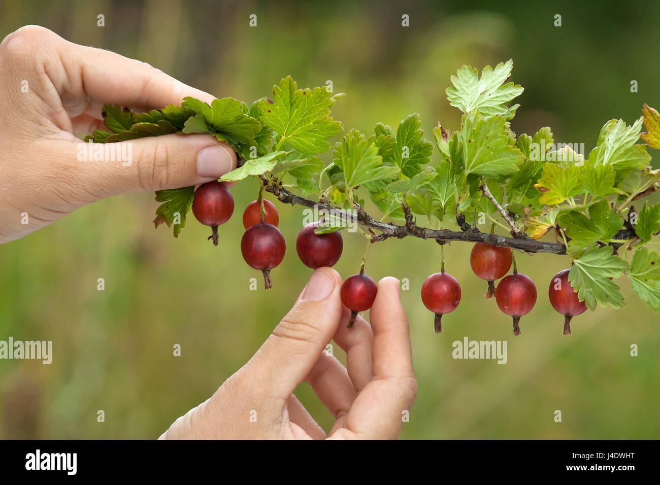 Mani picking ripe rosse bacche di uva spina nel giardino Foto Stock