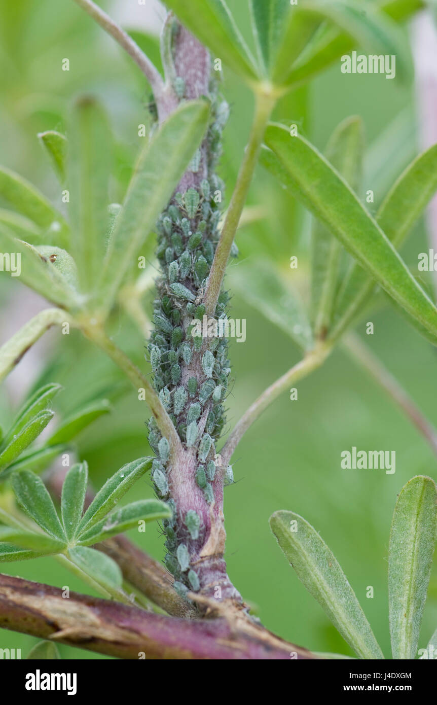 Lupin afidi, Macrosiphum albifrons, infestazione sullo stelo e germogli apicale di un giovane albero lupin, Lupinus arboreus, un serio impianto aspirazione di peste in sp Foto Stock