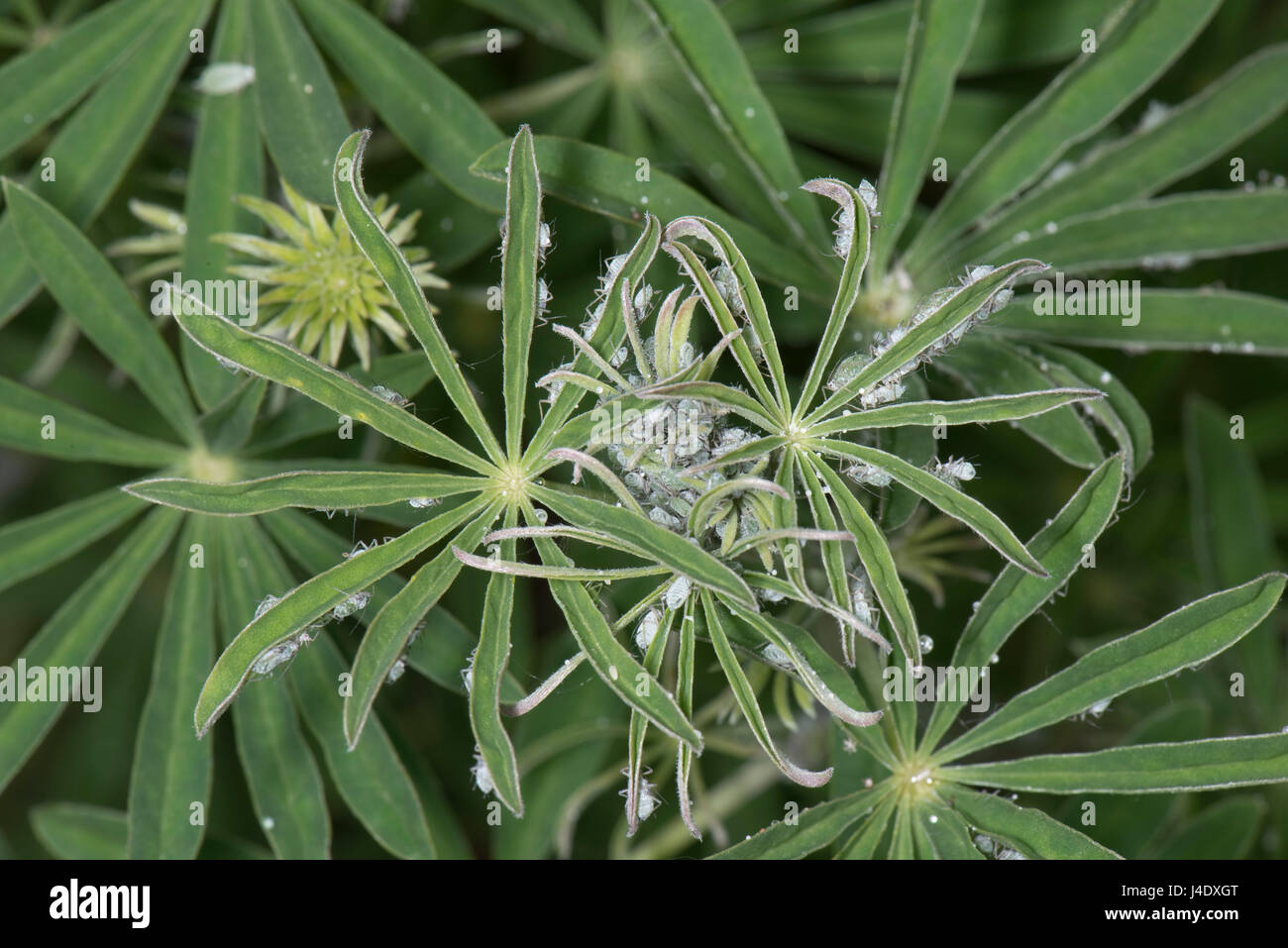 Lupin afidi, Macrosiphum albifrons, infestazione sullo stelo e germogli apicale di un giovane albero lupin, Lupinus arboreus, un serio impianto aspirazione di peste in sp Foto Stock