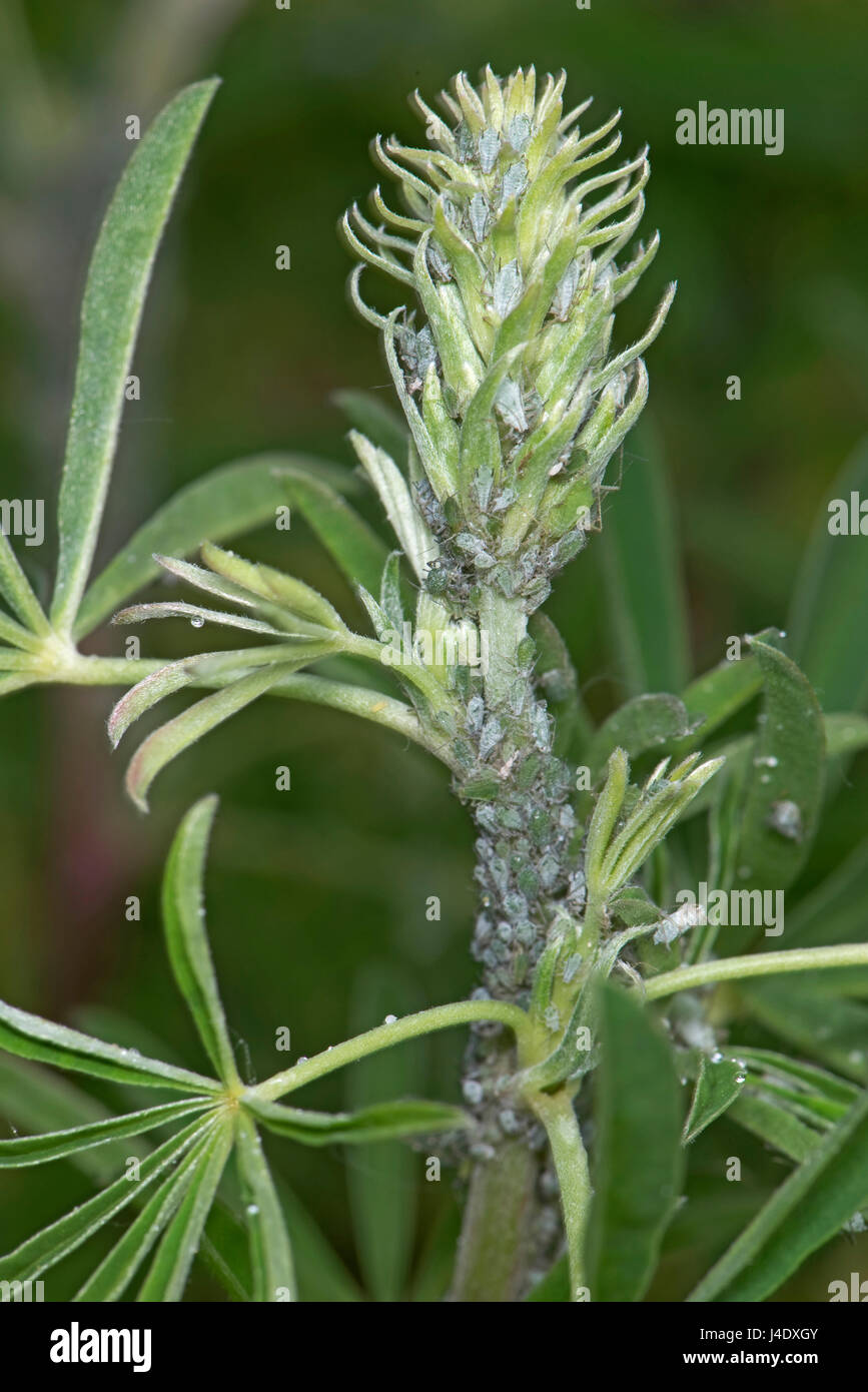 Lupin afidi, Macrosiphum albifrons, infestazione sullo stelo e germogli apicale di un giovane albero lupin, Lupinus arboreus, un serio impianto aspirazione di peste in sp Foto Stock