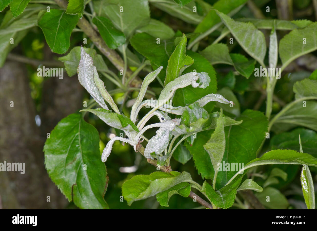 Primary oidio, Podosphaera leucotricha, infezione su giovani foglie di un albero di mele, Berkshire, può Foto Stock