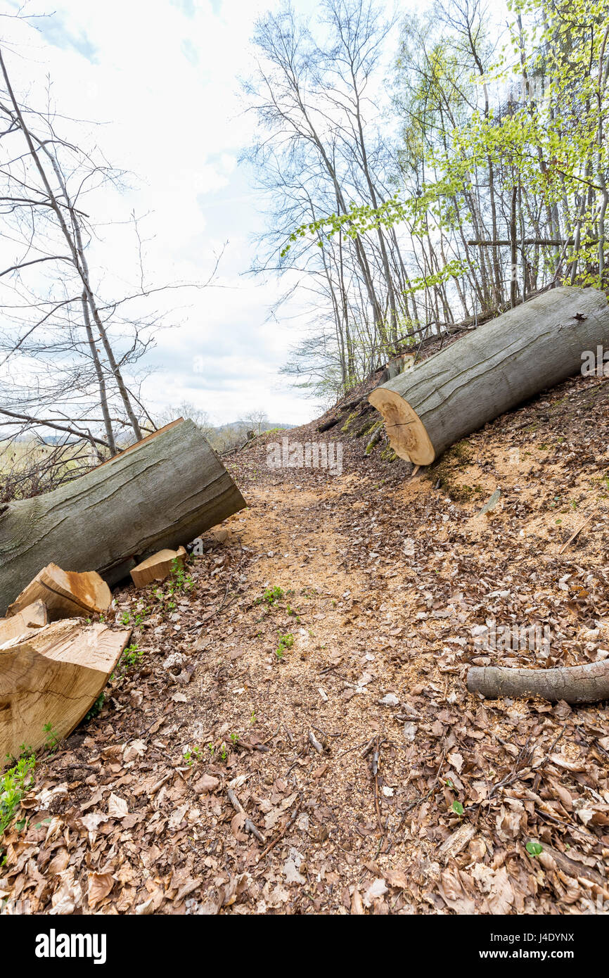 Albero abbattuto suddiviso in pezzi - Maria Laach, Rhineland-PalatinateRheinland Pfalz, Germania, Europa UE Foto Stock