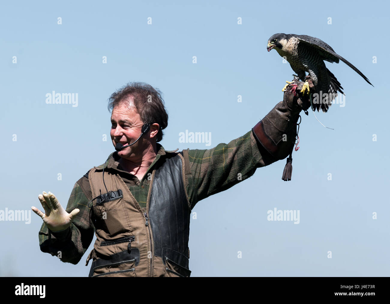 Falconer Rudi Maier detiene un Peregrin Falcon e (Falco peregrinus) durante uno spettacolo al Wildpark Wildlife Park a Poing, in Germania, il 10 maggio 2017. Foto: Alexander Heinl/dpa Foto Stock