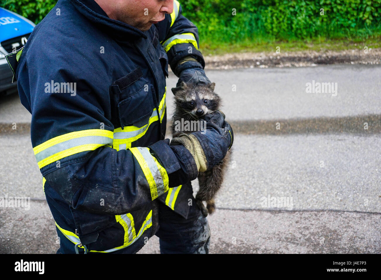 Goeppingen, Germania. Il 12 maggio 2017. Un vigile del fuoco che porta un racoon in Goeppingen, Germania, 12 maggio 2017. Il servizio antincendio ha tentato di soccorrere un racoon ma si nascose nel camino della casa. Utilizzando una corda e un peso racoon è stata azionata in cantina, dove il servizio antincendio era in attesa. Racoon non era danneggiato ed è stato consegnato a un membro del personale a un riparo animale. Foto: Sdmg/Woelfl/SDMG/dpa/Alamy Live News Foto Stock