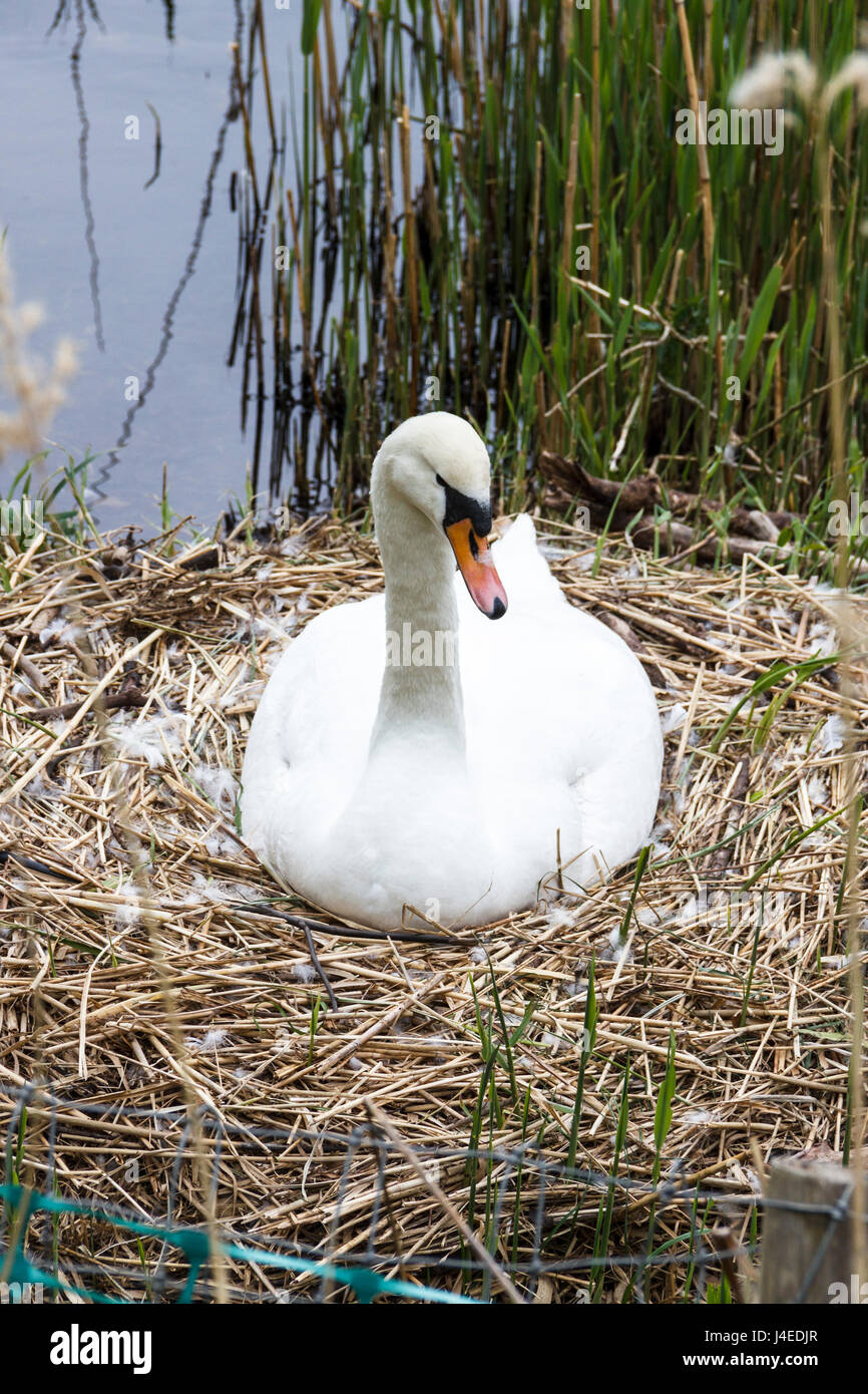 Unica donna swan seduto su un nido in canne da un laghetto Foto Stock