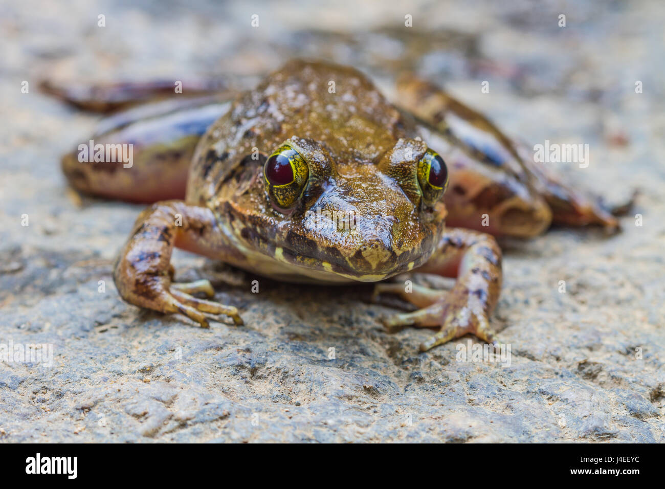 Vista dettagliata del fiume asiatica o rana gigante fiume asiatici rana nella foresta Foto Stock
