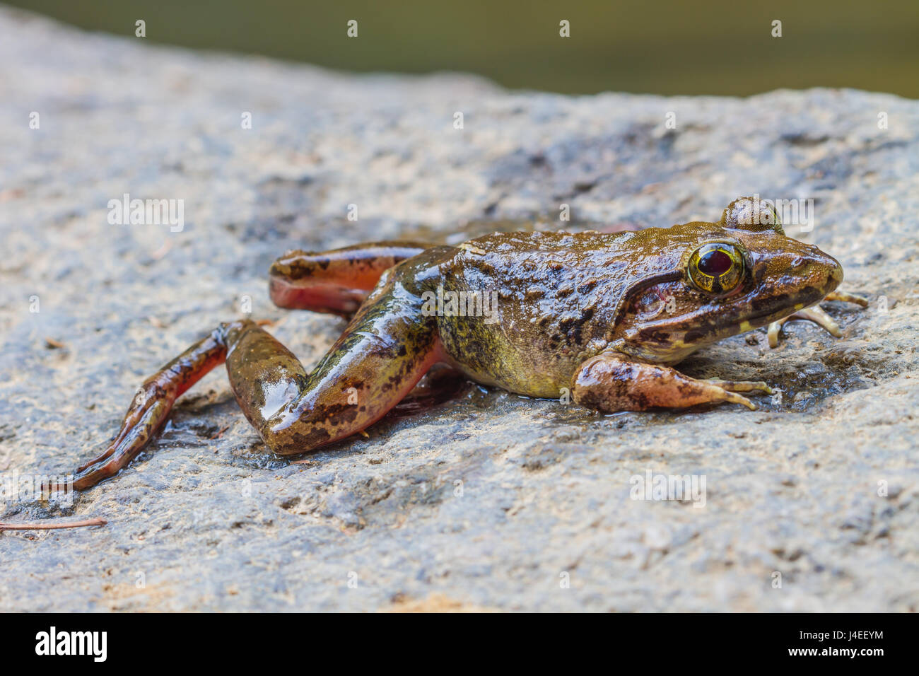 Vista dettagliata del fiume asiatica o rana gigante fiume asiatici rana nella foresta Foto Stock