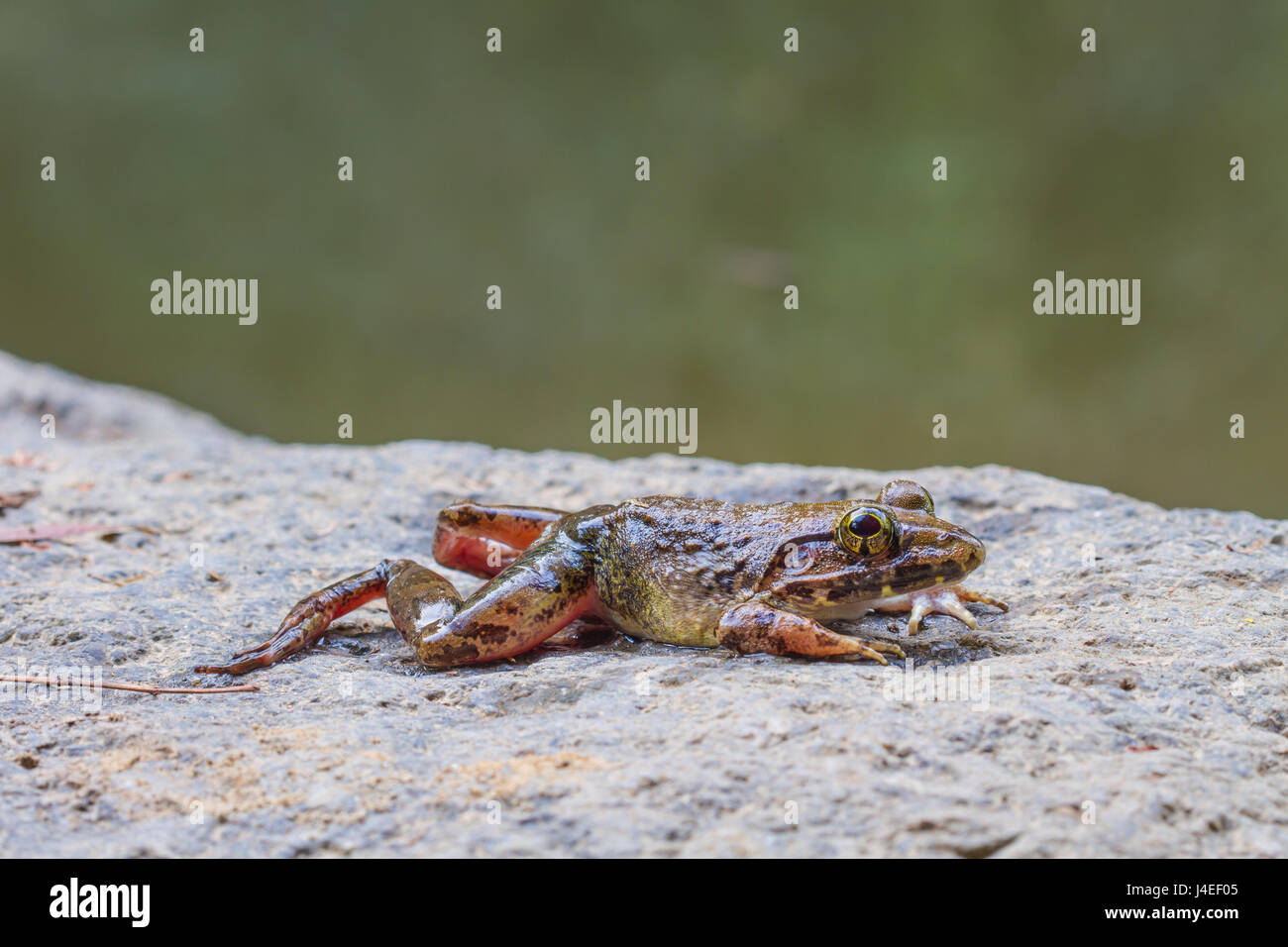 Vista dettagliata del fiume asiatica o rana gigante fiume asiatici rana nella foresta Foto Stock