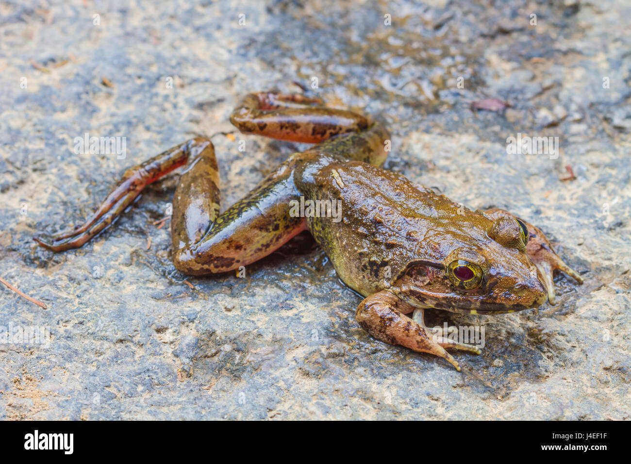 Vista dettagliata del fiume asiatica o rana gigante fiume asiatici rana nella foresta Foto Stock