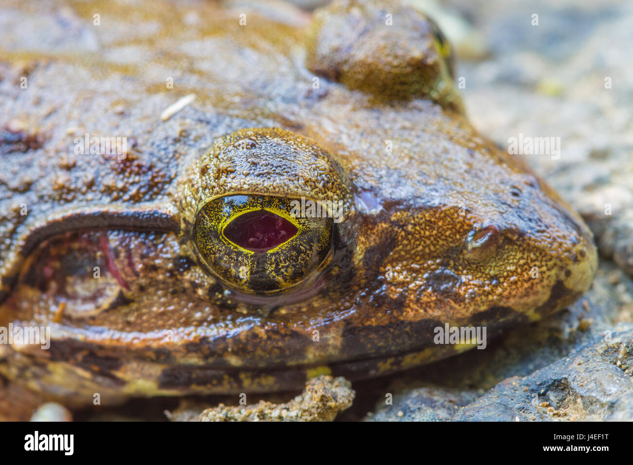 Vista dettagliata del fiume asiatica o rana gigante fiume asiatici rana nella foresta Foto Stock