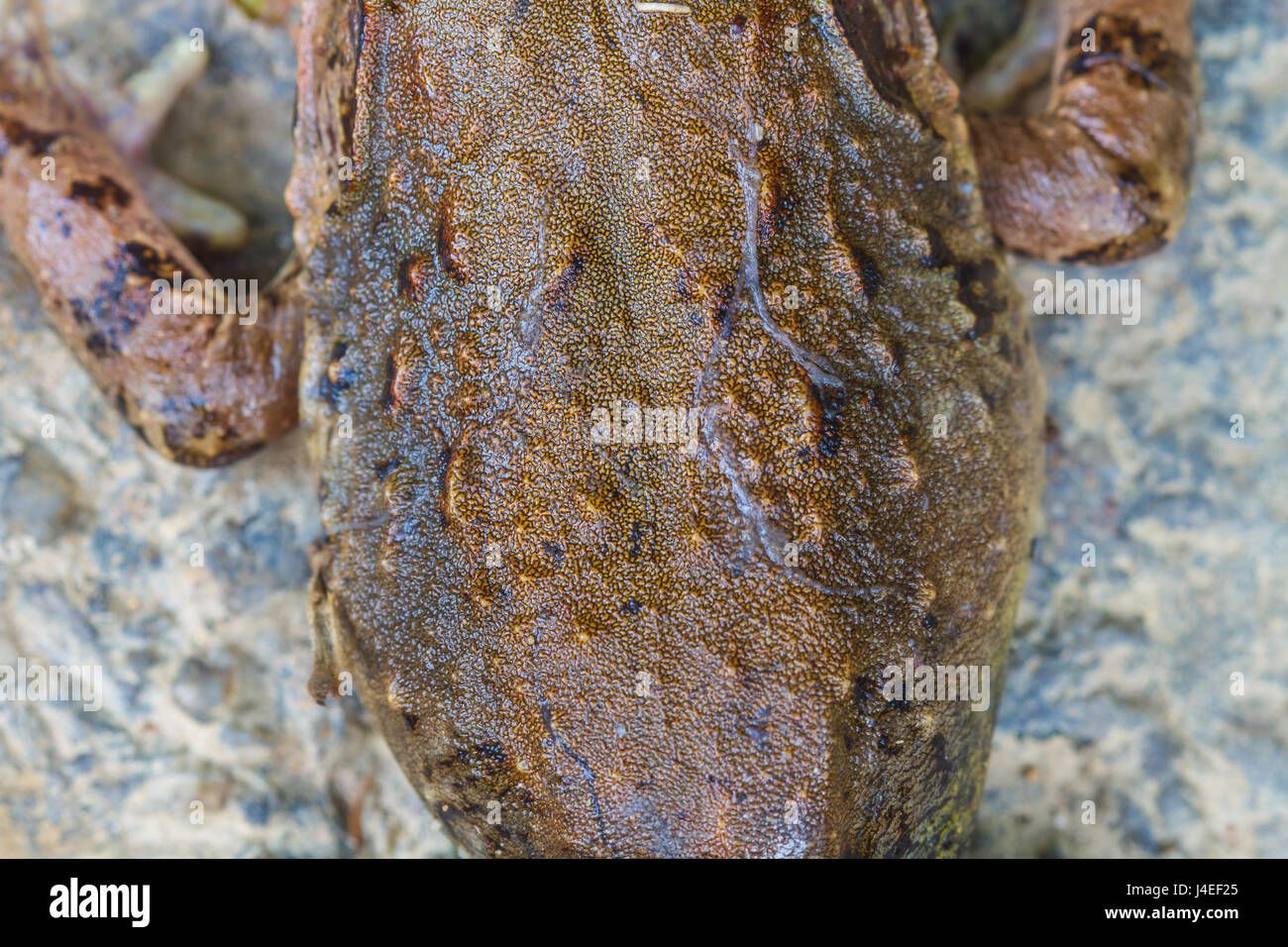 Closeup pelle del fiume asiatica o rana gigante fiume asiatici rana nella foresta Foto Stock
