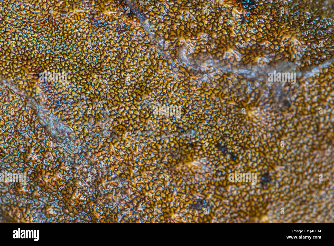 Closeup pelle del fiume asiatica o rana gigante fiume asiatici rana nella foresta Foto Stock