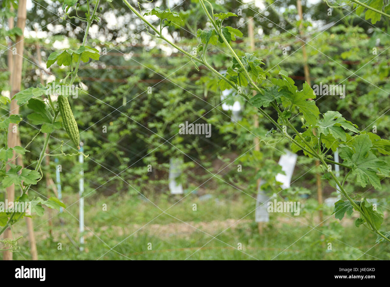 La piantagione cinese gourd Amaro (Balsum pera) fornendo un avvolgimento su un funambolico e sistema di acqua con il tubo sistema di approvvigionamento di acqua nel sole di sera li Foto Stock