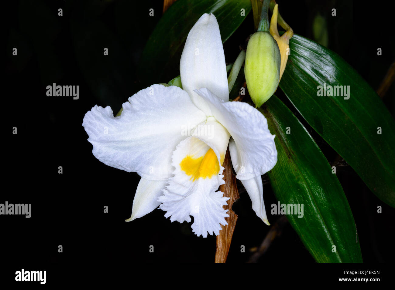 Dendrobium infundibulum Lindl. epiphytic orchid orchid nell'habitat. Foto Stock