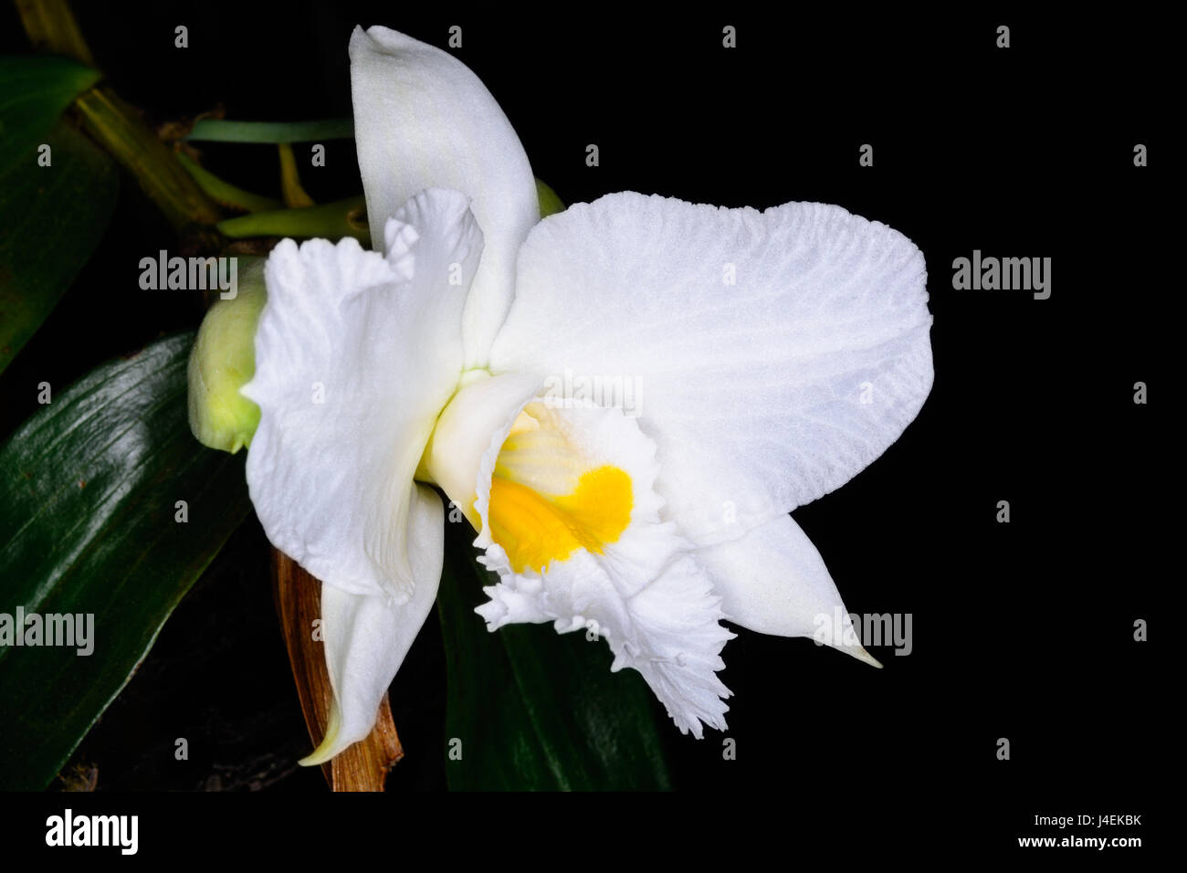 Dendrobium infundibulum Lindl. epiphytic orchid orchid nell'habitat. Foto Stock