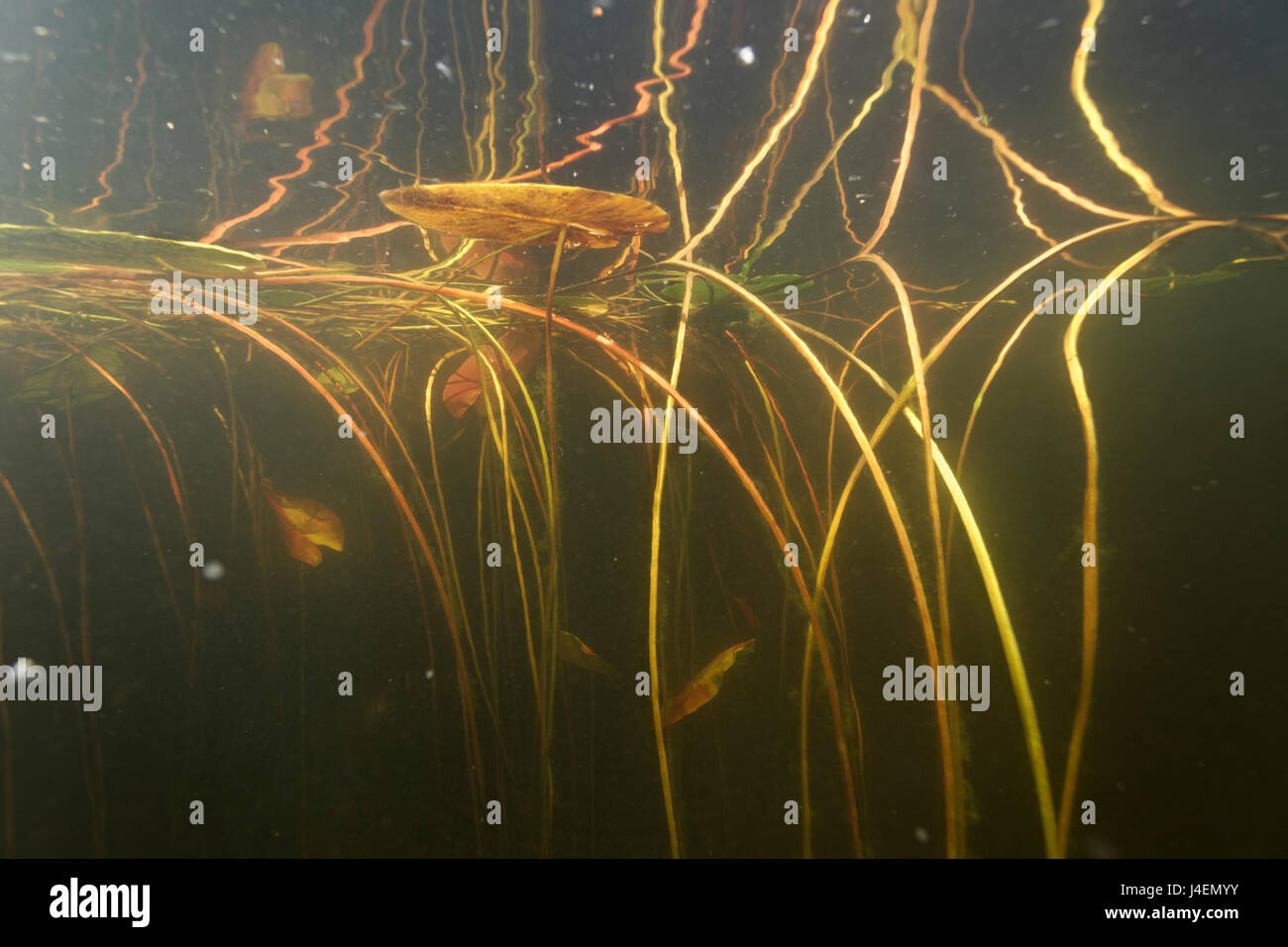 Vista subacquea di Kopacki rit, la pianura alluvionale del Danubio Foto Stock