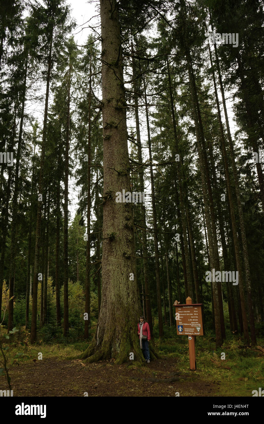 Danieltanne, più spessa di abete bianco albero in natura Blackforest Park, Grafenhausen, Germania Foto Stock