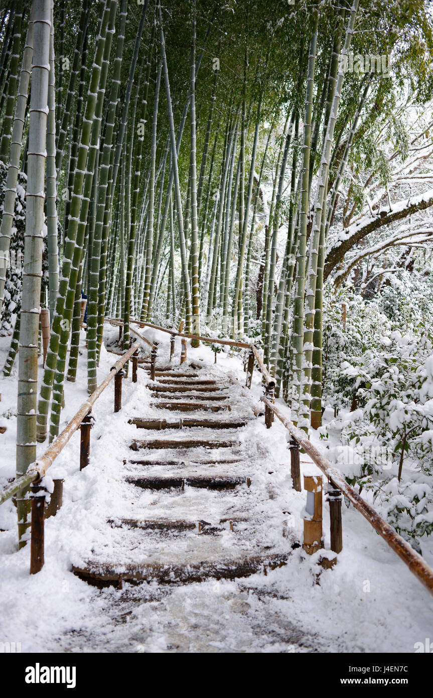 Sentiero innevato nella foresta di bamboo, Kodai-ji, Kyoto, Giappone, Asia Foto Stock