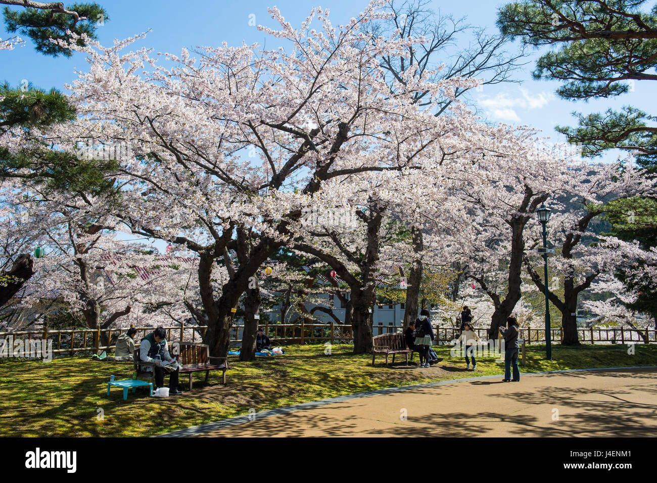 Cherry blossom in the Hakodate Park, Hakodate, Hokkaido, Japan, Asia Foto Stock