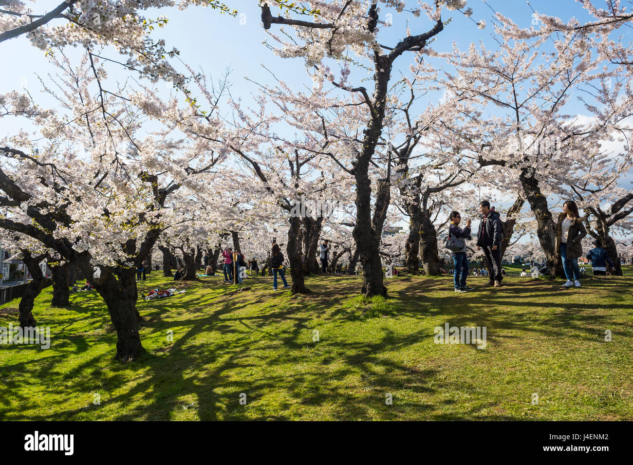 Cherry blossom in the Hakodate Park, Hakodate, Hokkaido, Japan, Asia Foto Stock