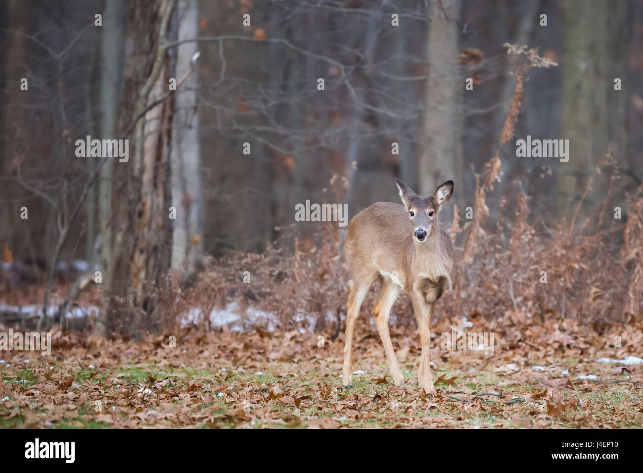 White-tailed deer (Odocoileus virginianus), Ohio, Stati Uniti d'America, America del Nord Foto Stock