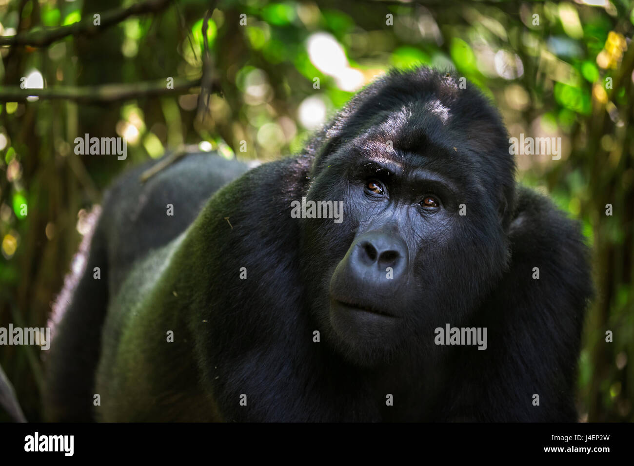 Gorilla di Montagna (Gorilla beringei beringei), la foresta impenetrabile di Bwindi, Uganda, Africa Foto Stock