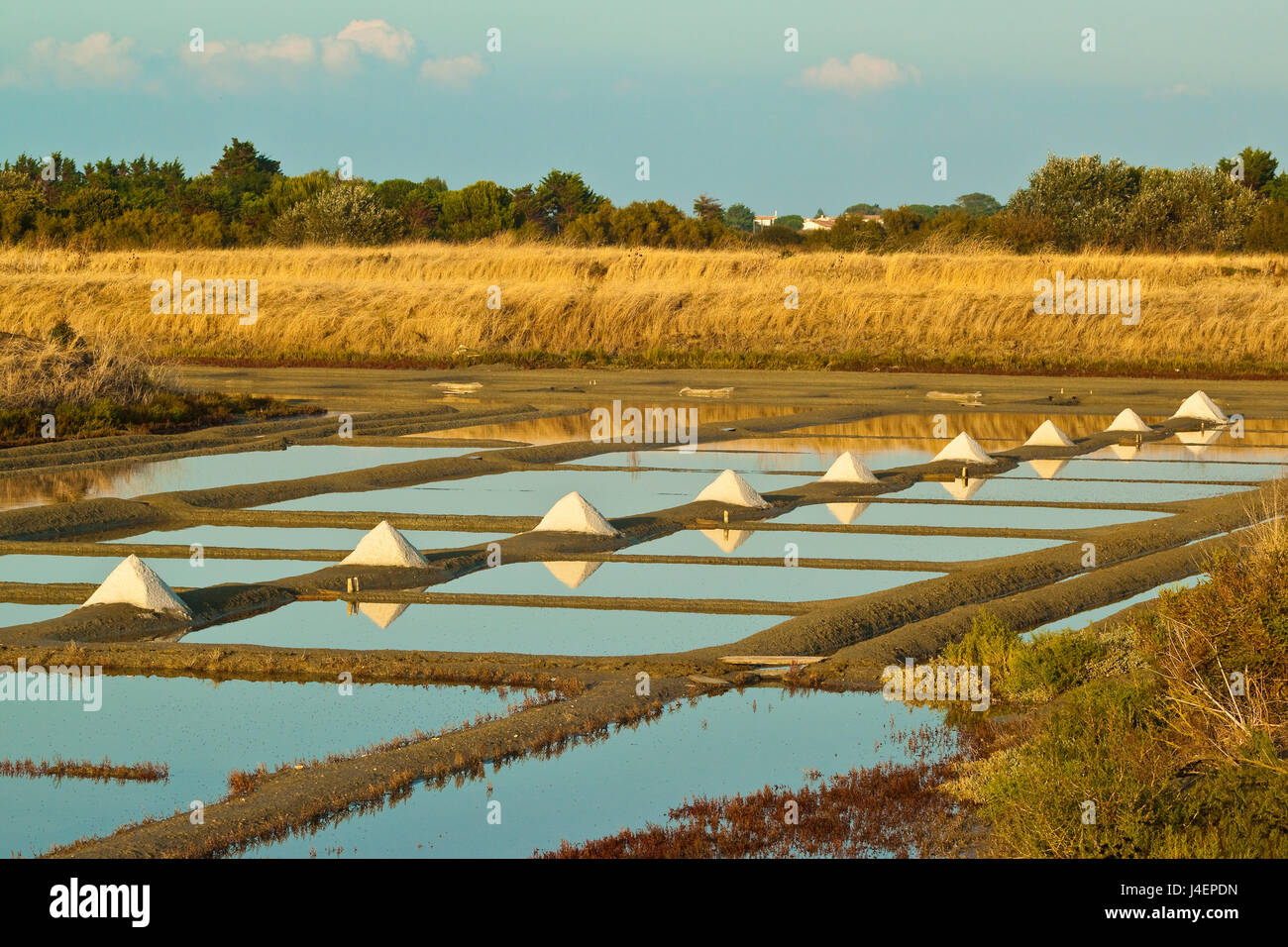 Saline e pile di Fleur de Sel intorno al Fier d Ars paludi del west, Ars en Re, Ile de Re, Charente-Maritime, Francia Foto Stock