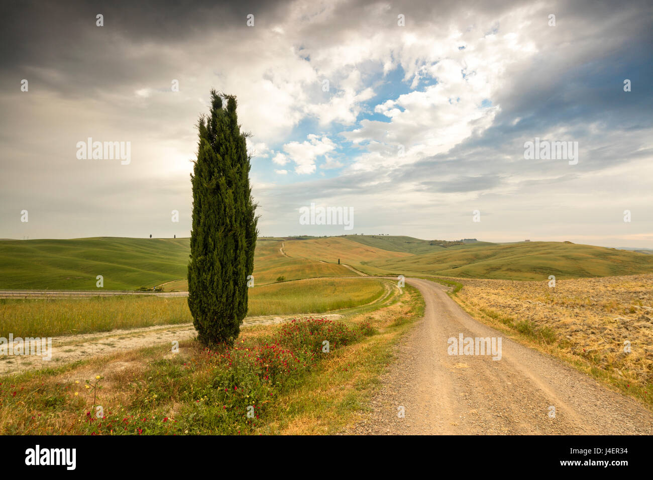 Albero solitario e strada asfaltata nel dolce verde delle colline della Val d'Orcia, l'UNESCO, in provincia di Siena, Toscana, Italia Foto Stock