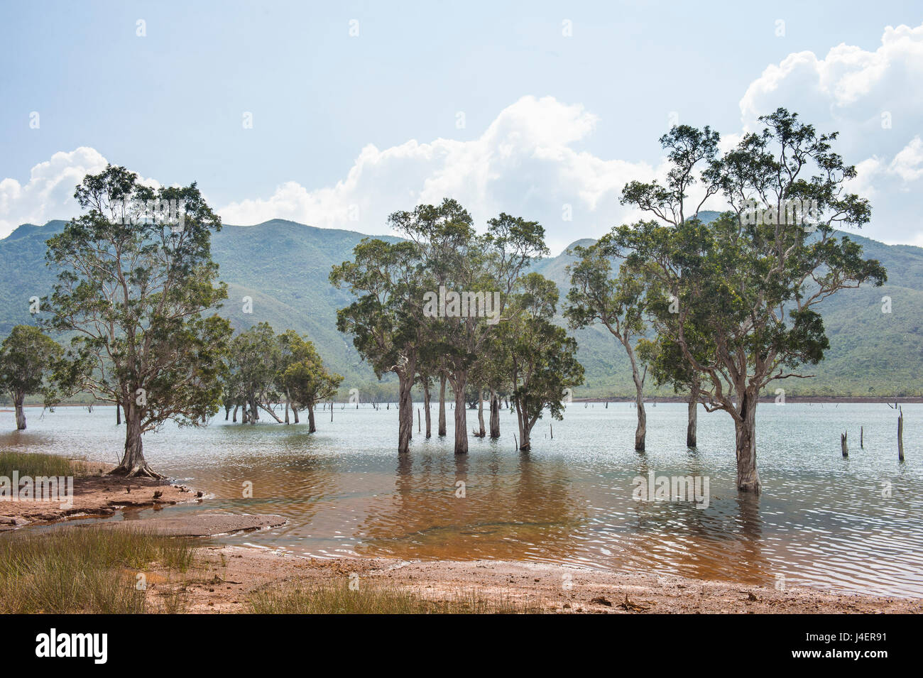 Alberi in acqua, Fiume Azzurro Parco Provinciale, Yate, Nuova Caledonia, Pacific Foto Stock