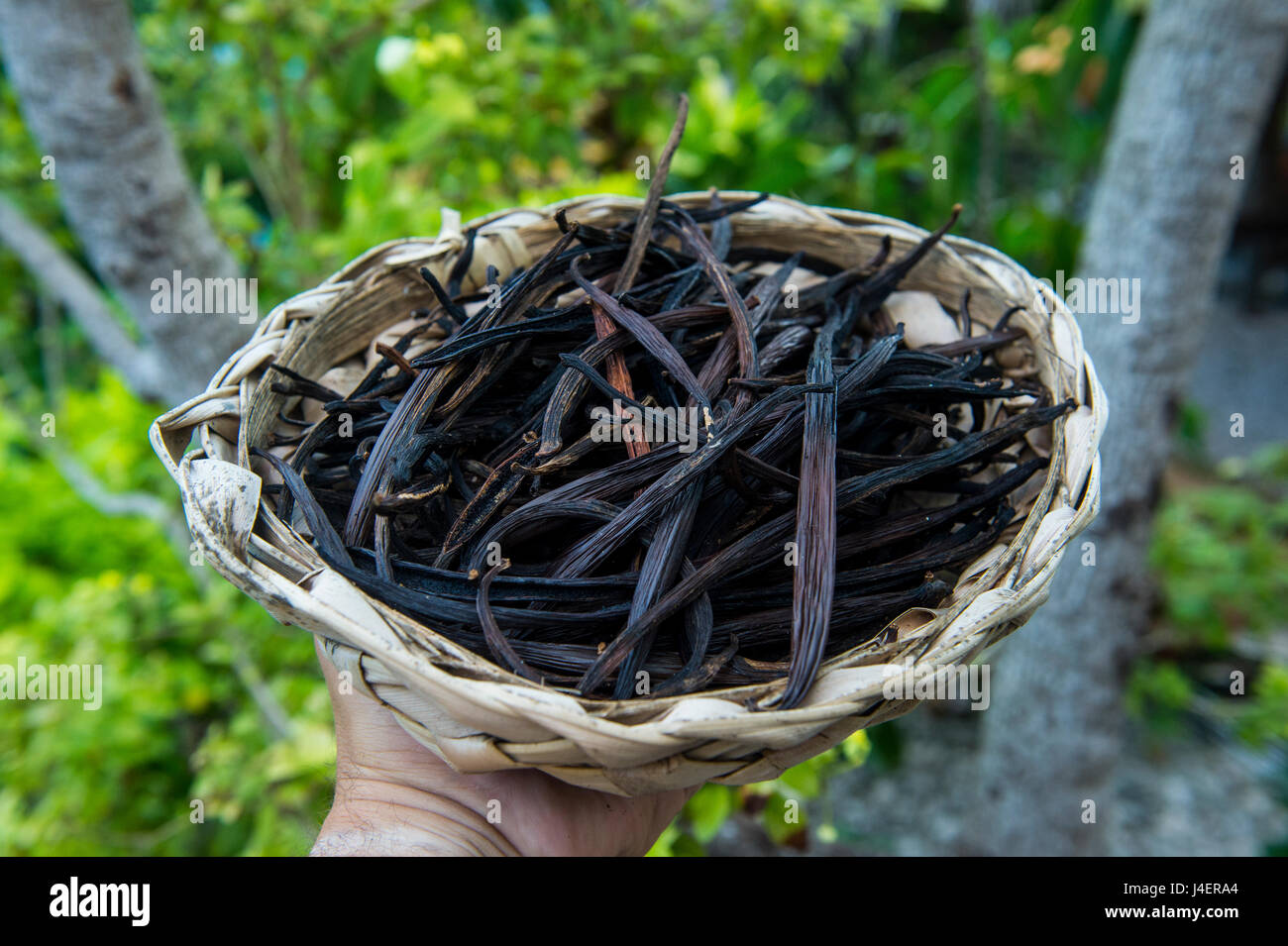 Close up di vaniglia di piante su una piantagione di vaniglia (Vanilla planifolia), Ouvea, Isole della Lealtà, Nuova Caledonia, Pacific Foto Stock