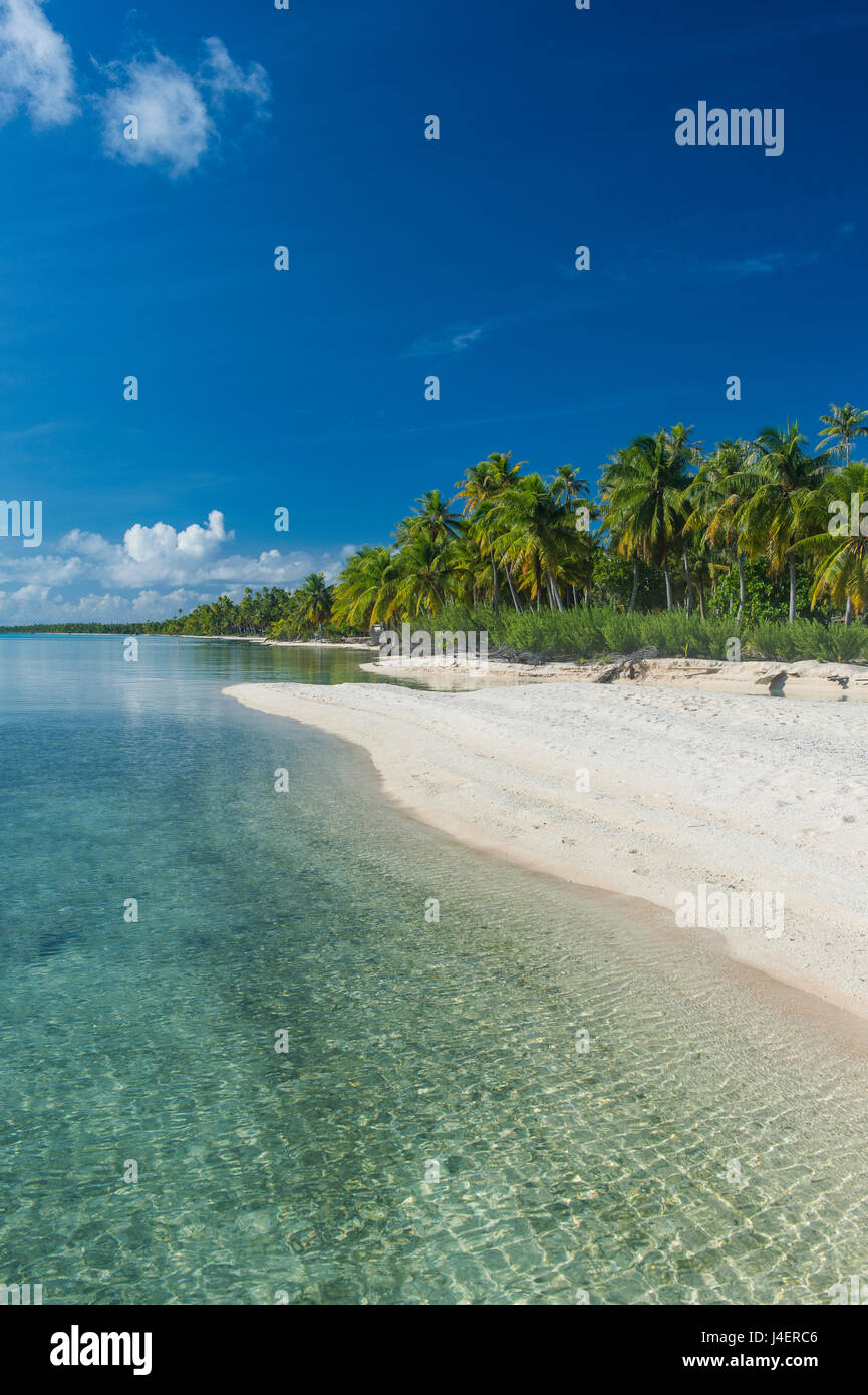 Bella da palme spiaggia di sabbia bianca nelle acque turchesi di Tikehau, Tuamotus, Polinesia francese, Pacific Foto Stock