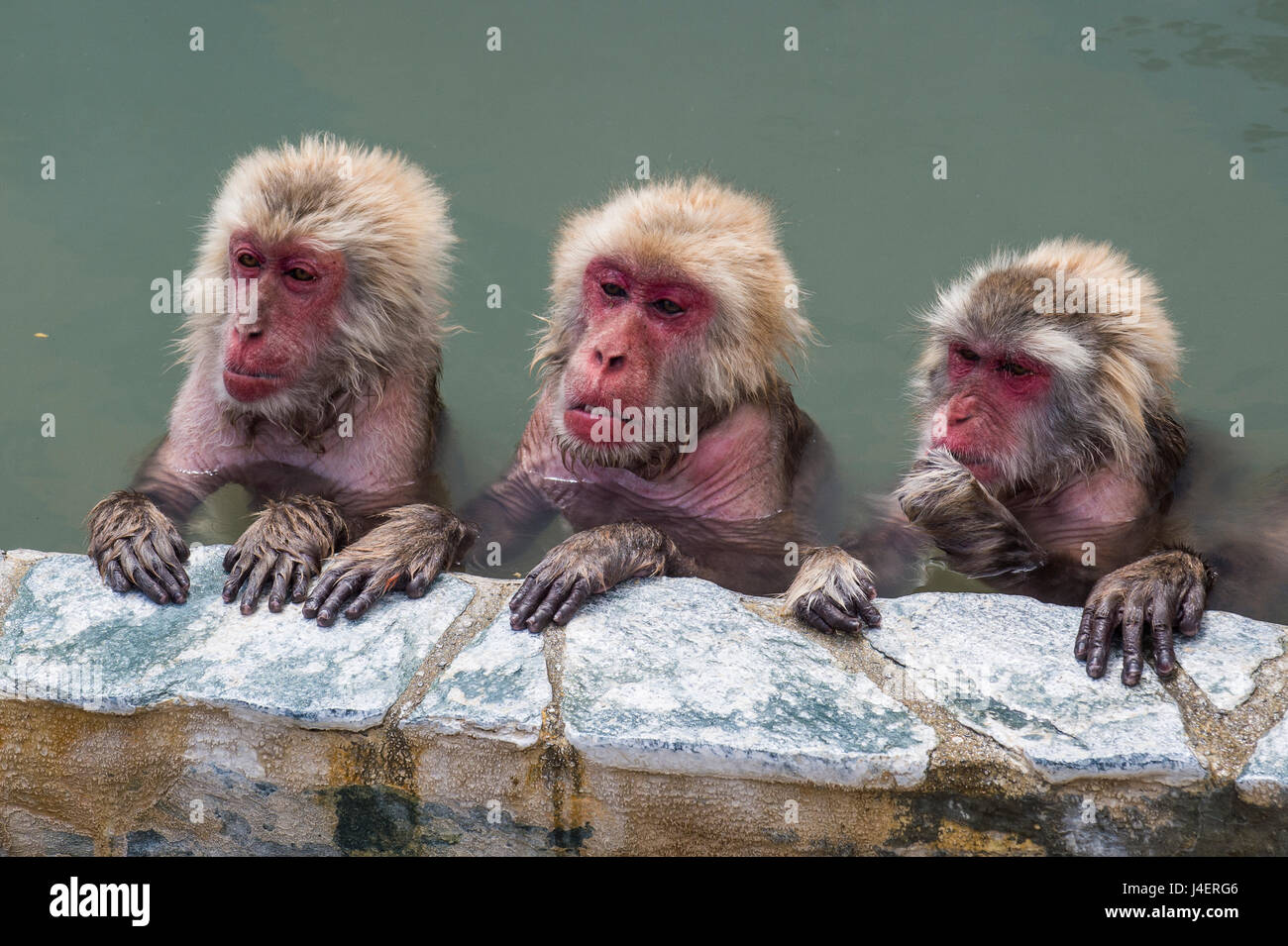 Hot-tubbing scimmie, Hakodate, Hokkaido, Giappone, Asia Foto Stock