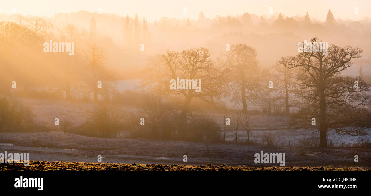 Inverno alberi nel panorama misty, Surrey, England, Regno Unito, Europa Foto Stock