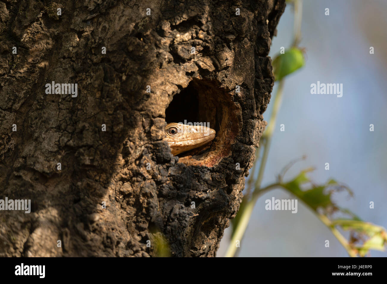 Comuni indiana monitor lizard (Varanus bengalensis), Bandhavgarh National Park, Madhya Pradesh, India, Asia Foto Stock