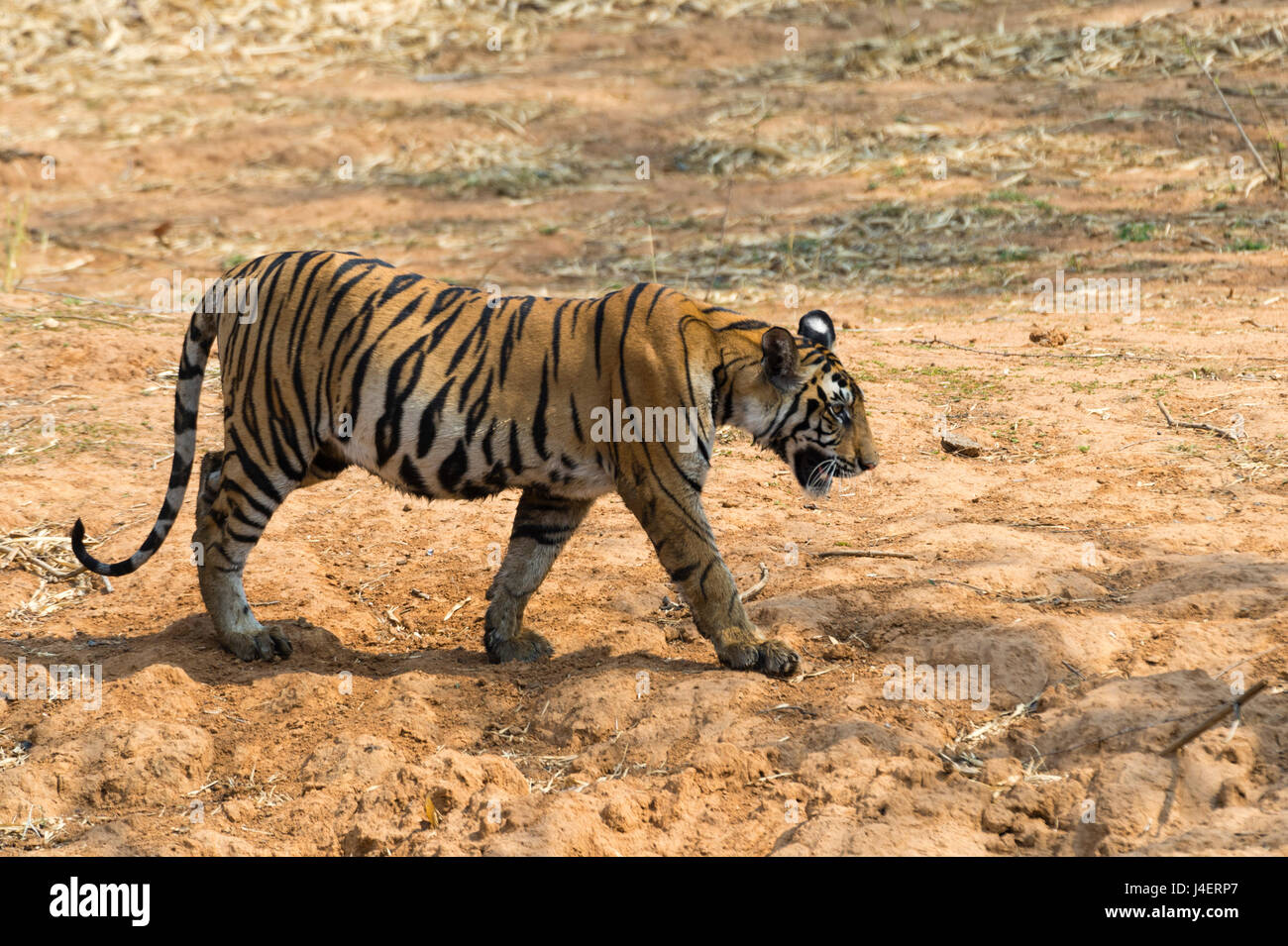 Tigre del Bengala (Panthera tigris tigris), Bandhavgarh National Park, Madhya Pradesh, India, Asia Foto Stock