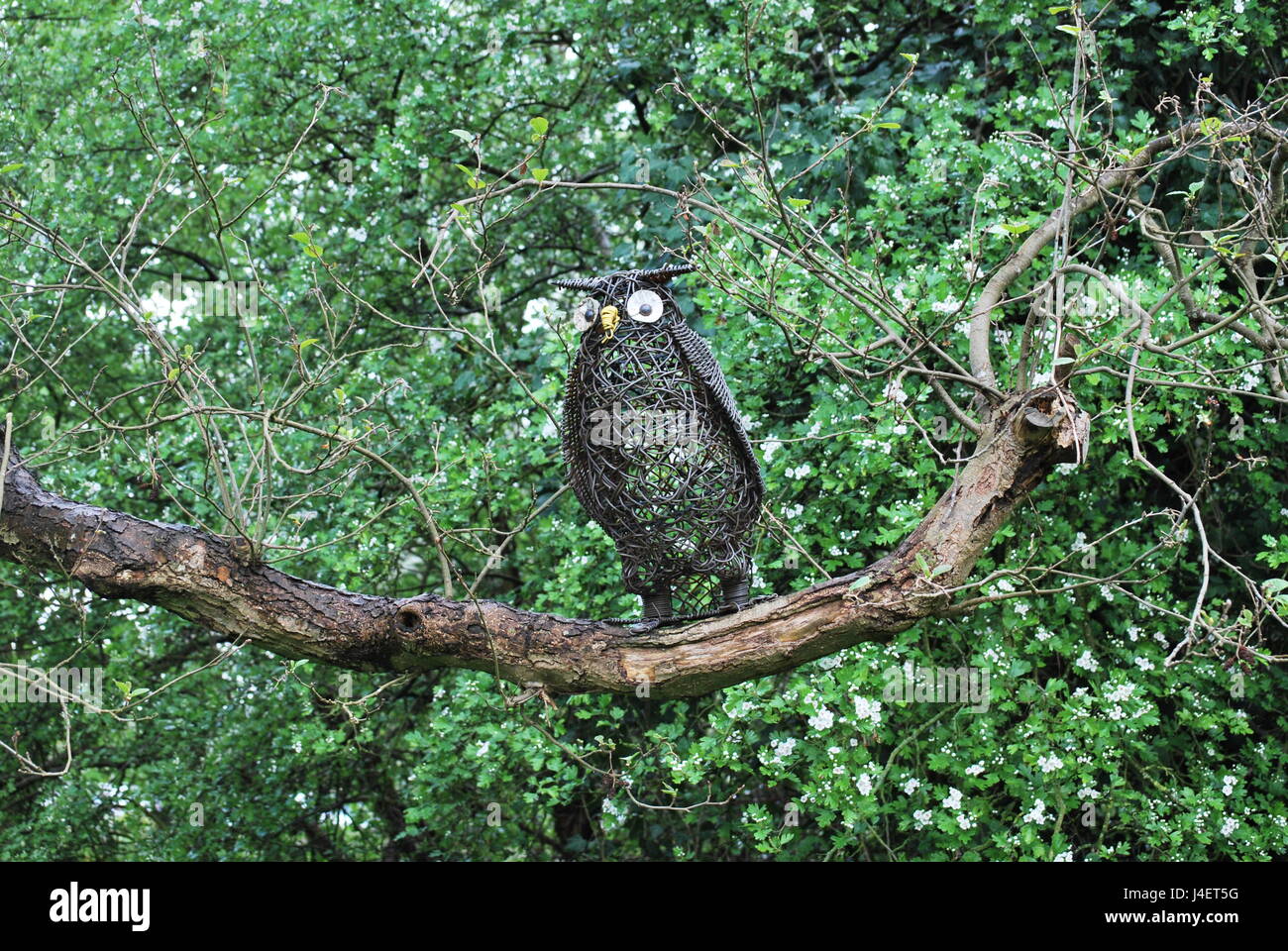 Owl sculptue su albero Foto Stock