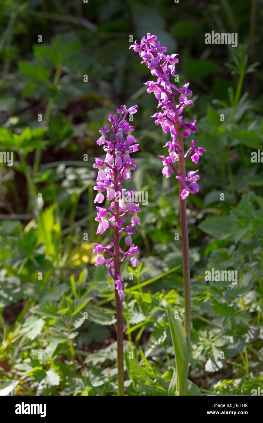 Inizio purple orchid Orchis mascula crescente nel bosco di Norfolk Foto Stock