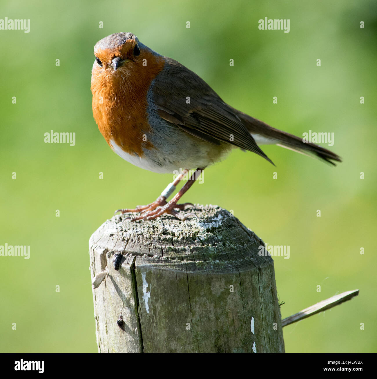 Robin UK Foto Stock