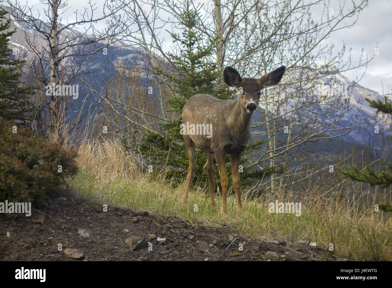 Giovane vitello di cervo nel Wild Scared Look Green Grass Meadow Barren Aspen Forest Canmore Alberta Foothills Canadian Rocky Mountains Springtime Landscape Foto Stock