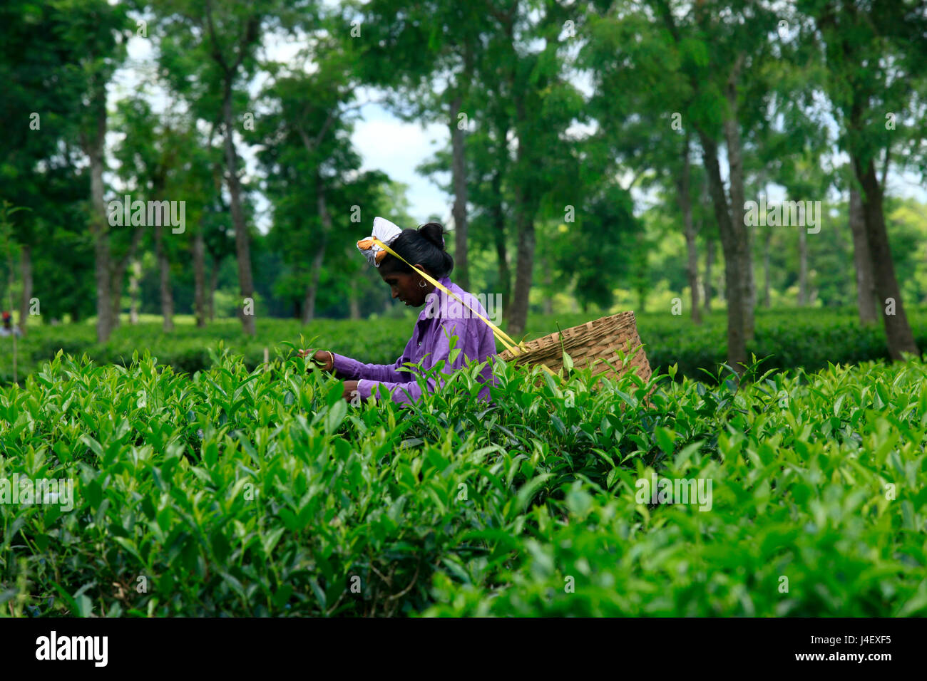 Lavoratore di sesso femminile che spenna le foglie di tè a tea garden in Sirmangal. Moulvibazar, Bangladesh. Foto Stock