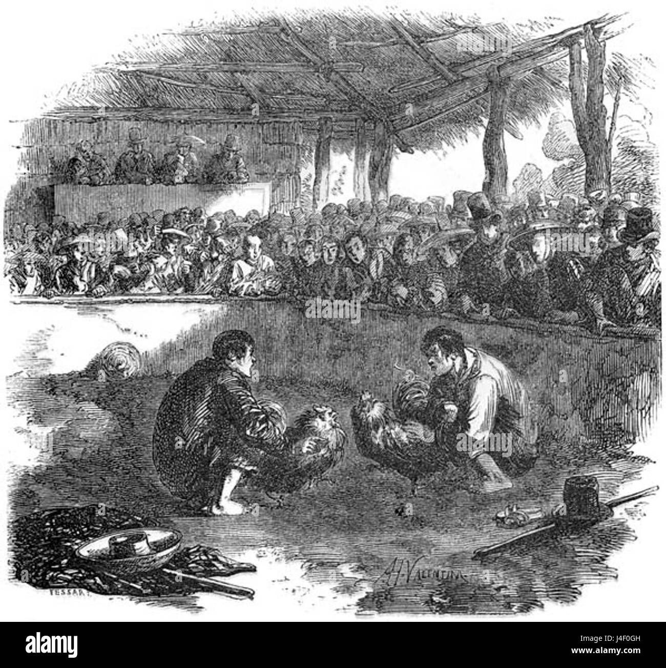 Una rappresentazione dei primi anni '1800 di un combattimento di galli filippino, uno sport tradizionale del sangue che coinvolge i galli, che ha un profondo significato culturale nella società filippina, specialmente durante il XIX secolo. Foto Stock