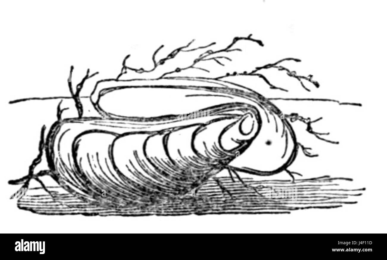 Poems of the Sea, pubblicato nel 1850, include opere letterarie ispirate al mare, incentrate sui temi della natura, della vita e dell'oceano. Le conchiglie possono rappresentare elementi simbolici o soggetti poetici in questa raccolta. Foto Stock