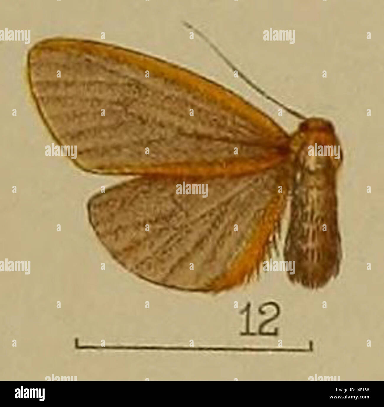 12 Asura fulvimarginata Hampson 1904 Foto Stock